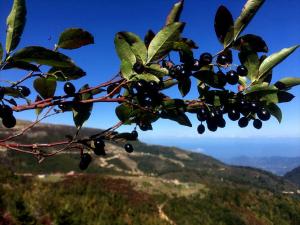 Trabzon Orman Bölge Müdürlüğünden “maviyemiş” atağı