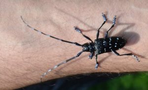 AK Parti Trabzon Milletvekili Cora drakula böceğinin verdiği hasarı önlemek için çalışmalarını sürdürüyor