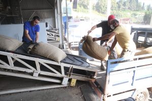 Serbest piyasada fındık fiyatlarının düşmesi üreticinin TMO’ya yönelimini artırdı