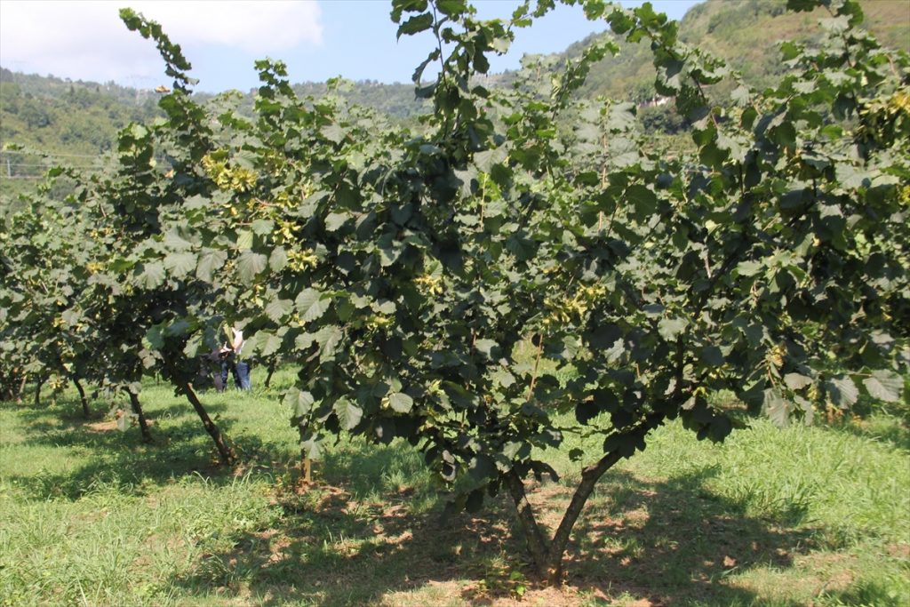 Trabzon’da 11 dönümlük alanda “Fındık Adası” kurulacak