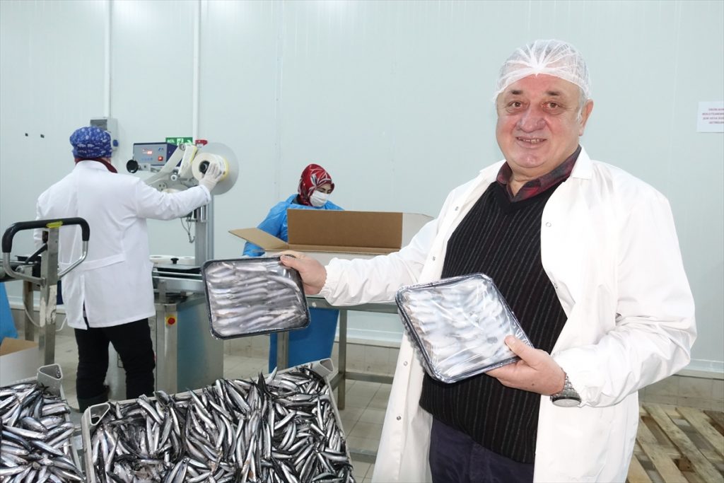 Hamsi ihracatı istihdama da katkı sağlıyor