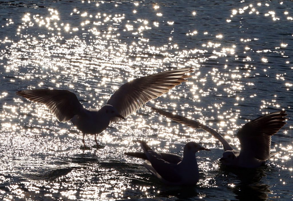 Trabzon’da martıların yiyecek arayışı