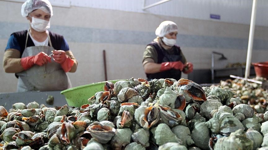 Türkiye’nin deniz salyangozu ihracatı 3,2 milyon doları aştı