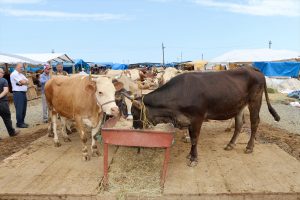 Trabzon’da kurban pazarında arife günü yoğunluğu