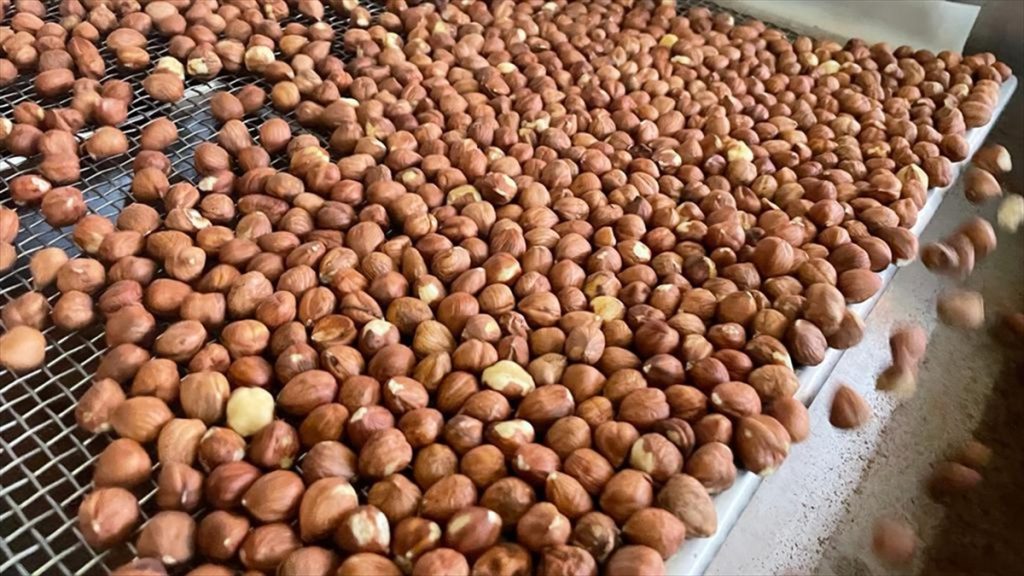 Fındık Fiyatlarında Son Durum