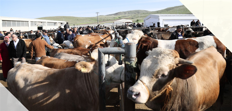 Kurban pazarında satılamayan Kurbanlıklar (ESK) tarafından alınacak