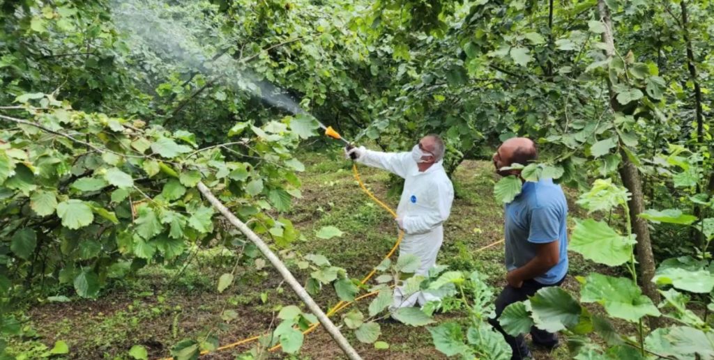 Kahverengi kokarca zararlısına karşı mücadele
