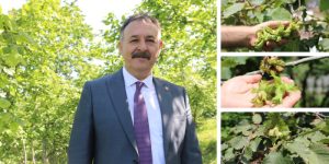 Trabzon İli 2024 Yılı İçin Fındık Hasat Tarihine İlişkin Karar Alındı