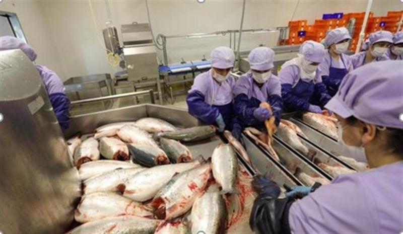 Trabzon, Su Ürünleri Yetiştiriciliğinde Sözleşmeli Üretime Geçiyor