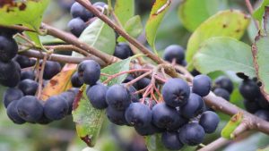 Aronya için belediye – sanayi – üniversite iş birliği