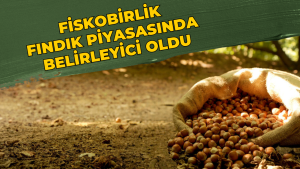 Fiskobirlik Fındık Piyasasında Belirleyici Oldu