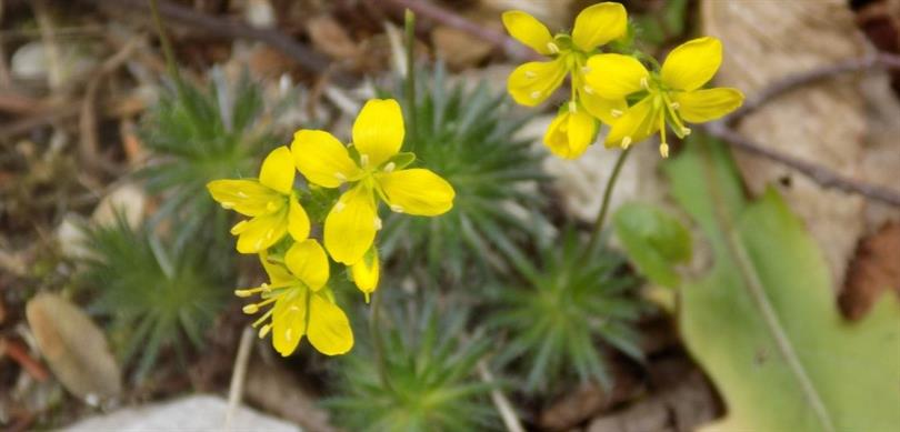 “Tüylü Kekreçiçeği” Yeni Tür Olarak Bitki Florasına Eklendi