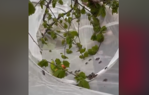 Fındık Araştırma Enstitüsü Müdürlüğü’nden Kahverengi Kokarca ile Mücadelede Yeni Adım
