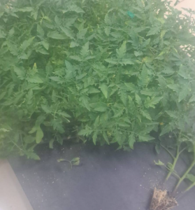 Arsin Ziraat Odası’ndan Üreticilere Fide Desteği